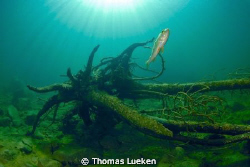 found in the Gosausee; D200 by Thomas Lueken 